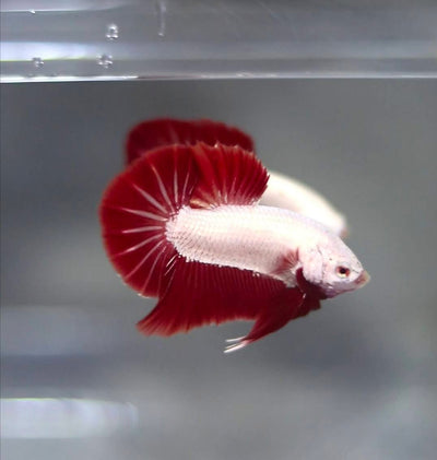Red Dragon Plakat - Betta