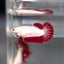 Red Dragon Plakat - Betta