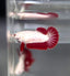 Red Dragon Plakat - Betta