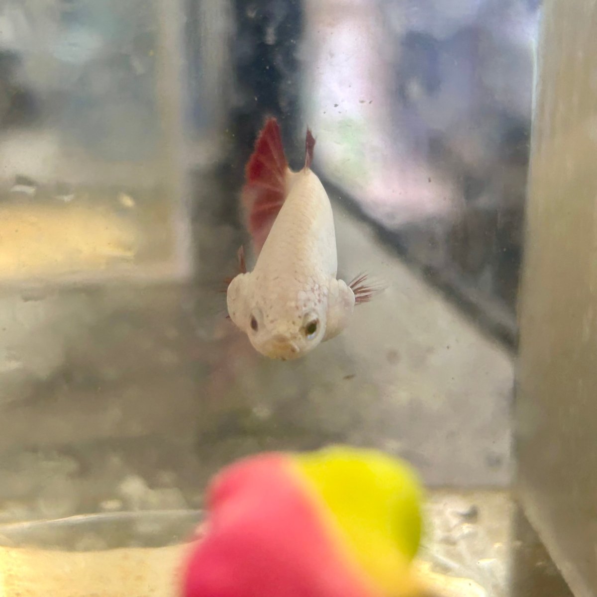 Red Dragon Plakat - Female Betta 040