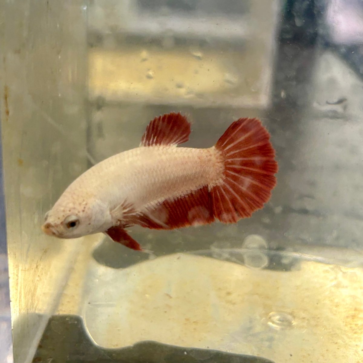 Red Dragon Plakat - Female Betta 040