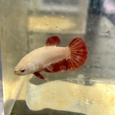 Red Dragon Plakat - Female Betta 040