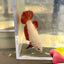Red Dragon Plakat - Female Betta 040