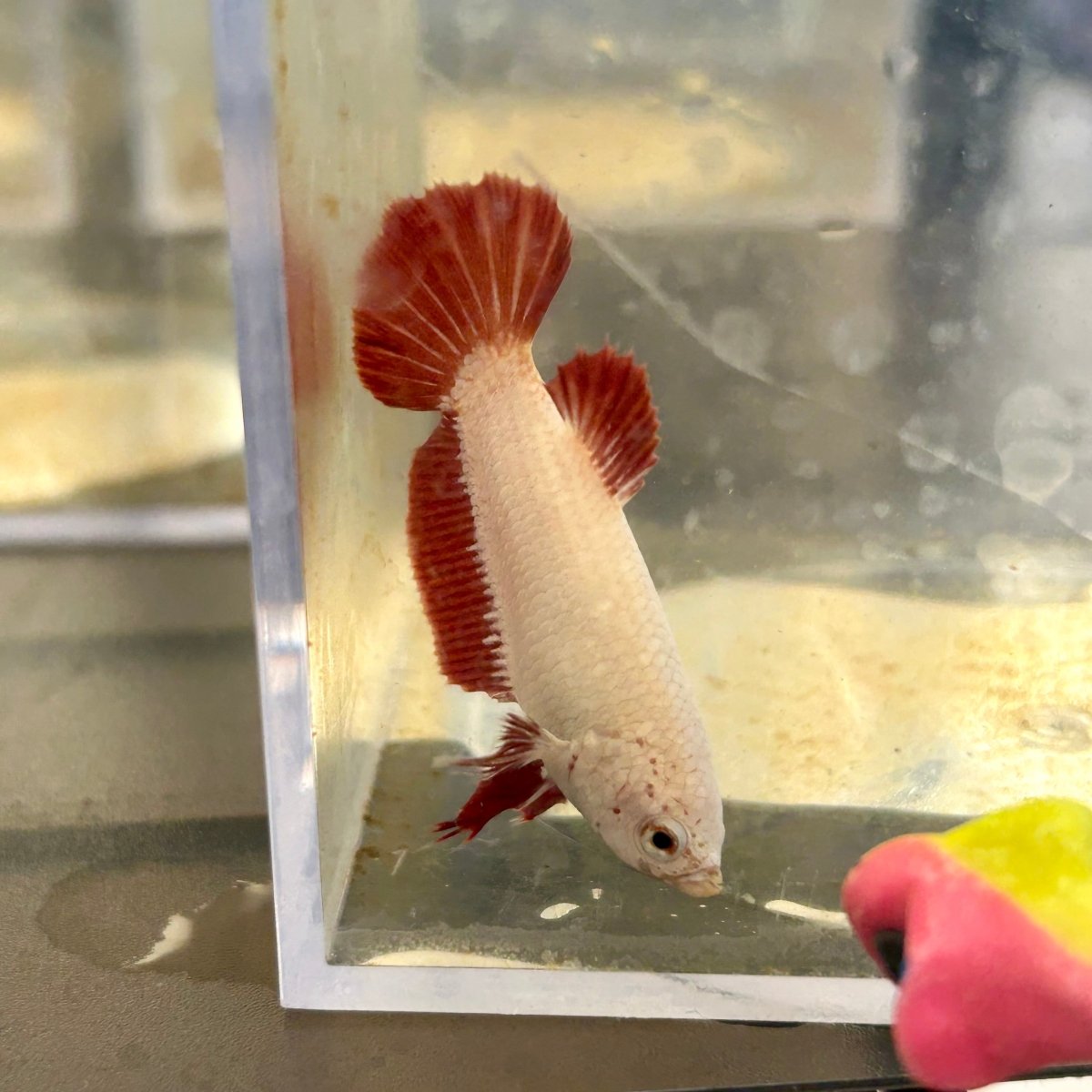 Red Dragon Plakat - Female Betta 040