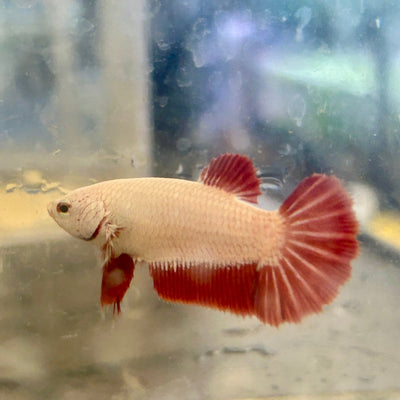 Red Dragon Plakat - Female Betta 040