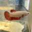 Red Dragon Plakat - Female Betta 040