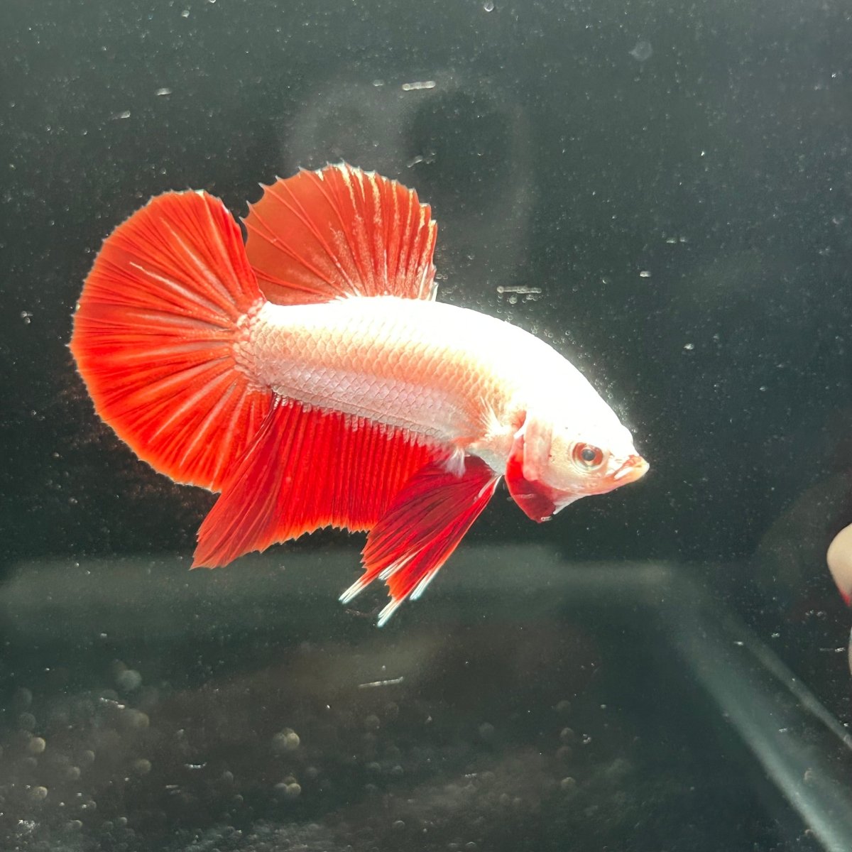 Red Dragon Plakat - Male Betta A142