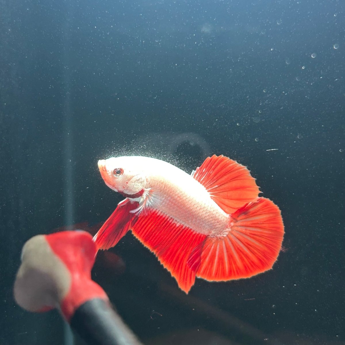 Red Dragon Plakat - Male Betta A142