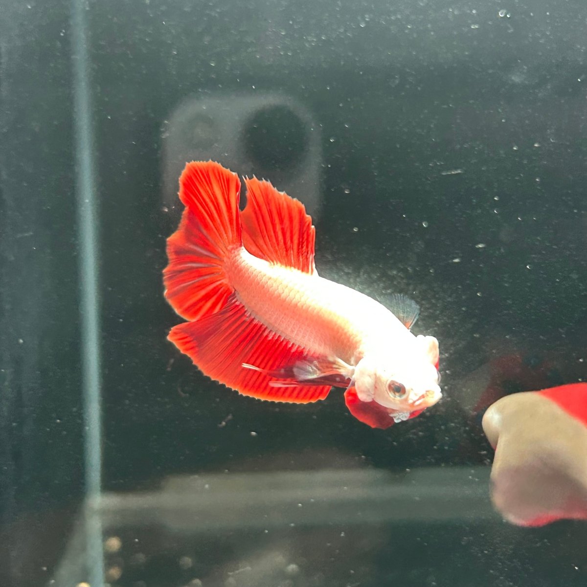 Red Dragon Plakat - Male Betta A142