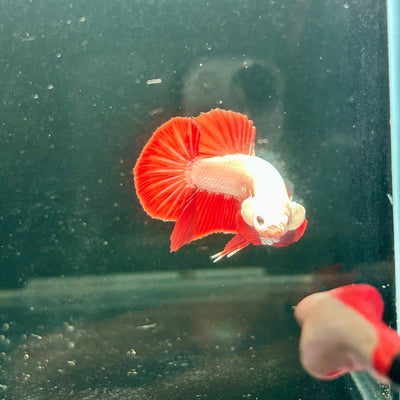 Red Dragon Plakat - Male Betta A142