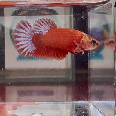 Red Fancy A108 Plakat - Female Betta