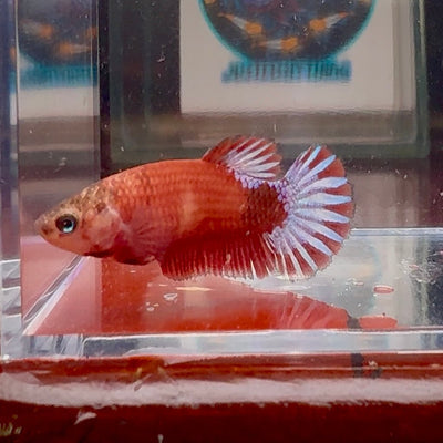 Red Fancy A108 Plakat - Female Betta