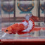 Red Fancy A139 Plakat - Female Betta