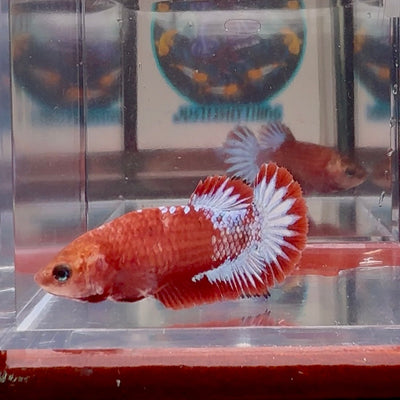 Red Fancy A139 Plakat - Female Betta