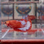 Red Fancy A139 Plakat - Female Betta