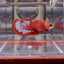 Red Fancy A139 Plakat - Female Betta