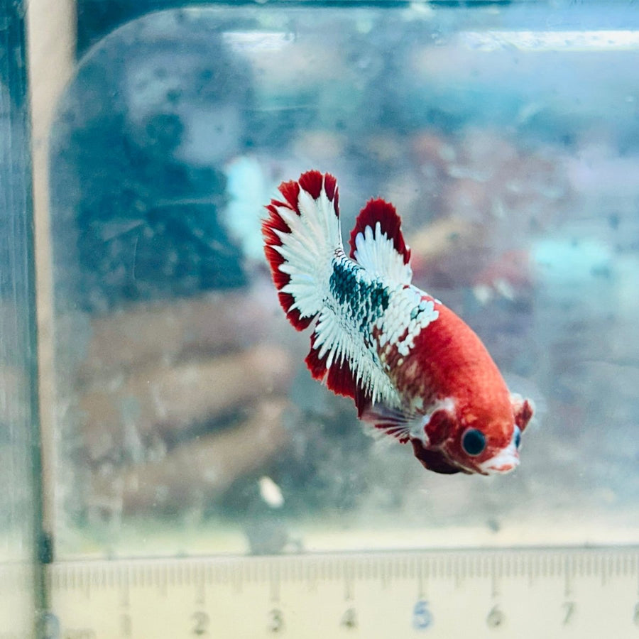 Red fancy Copper Female Betta 083 Female betta