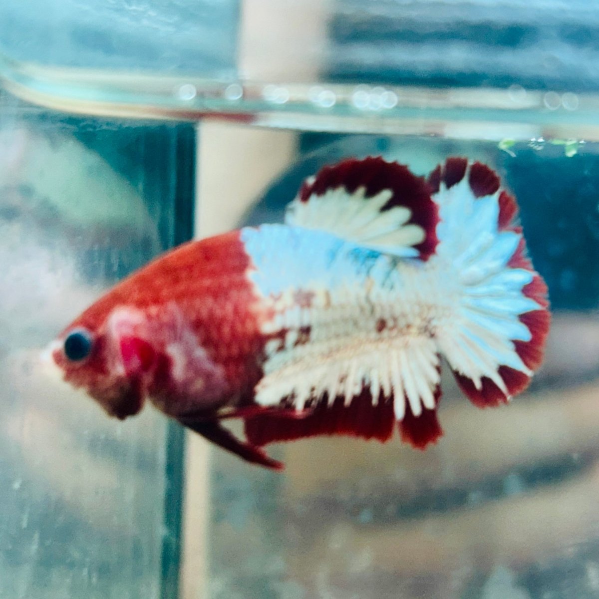 Red fancy Copper Female Betta #083