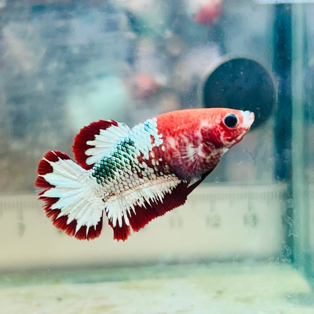 Red fancy Copper Female Betta #083