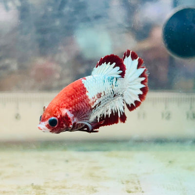 Red fancy Copper Female Betta 083 Female betta