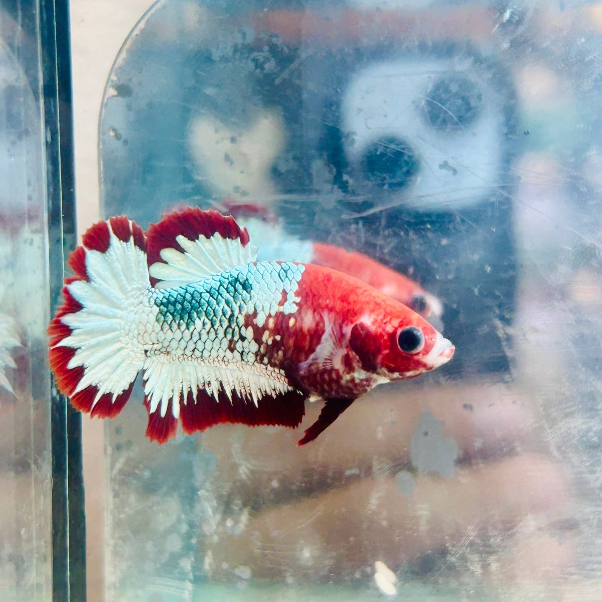 Red fancy Copper Female Betta #083