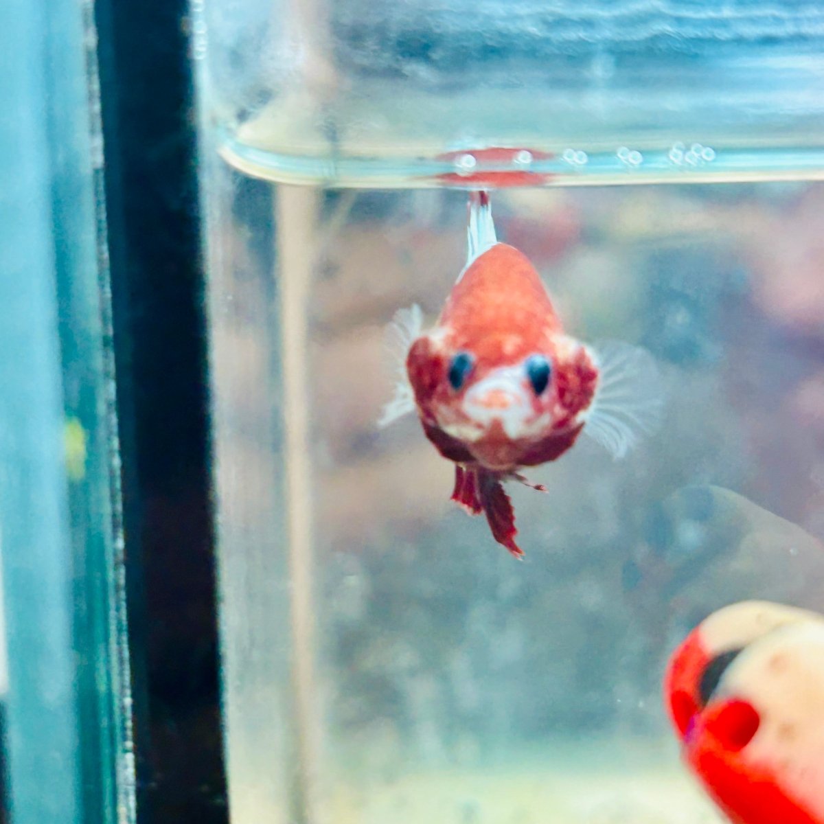 Red fancy Copper Female Betta #083
