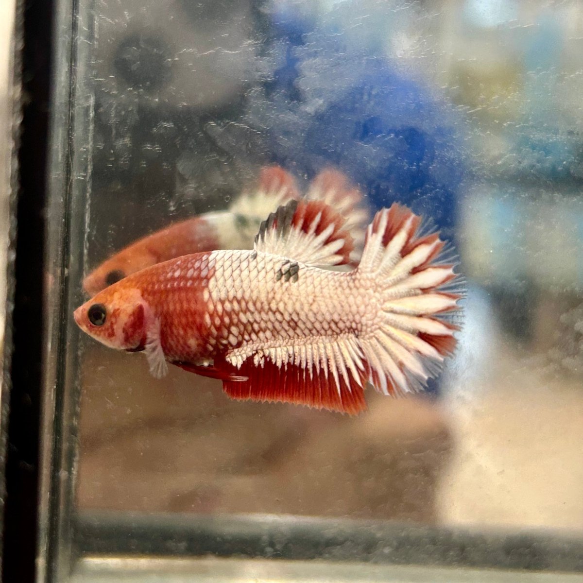 Red Fancy Copper Plakat - Female Betta 128