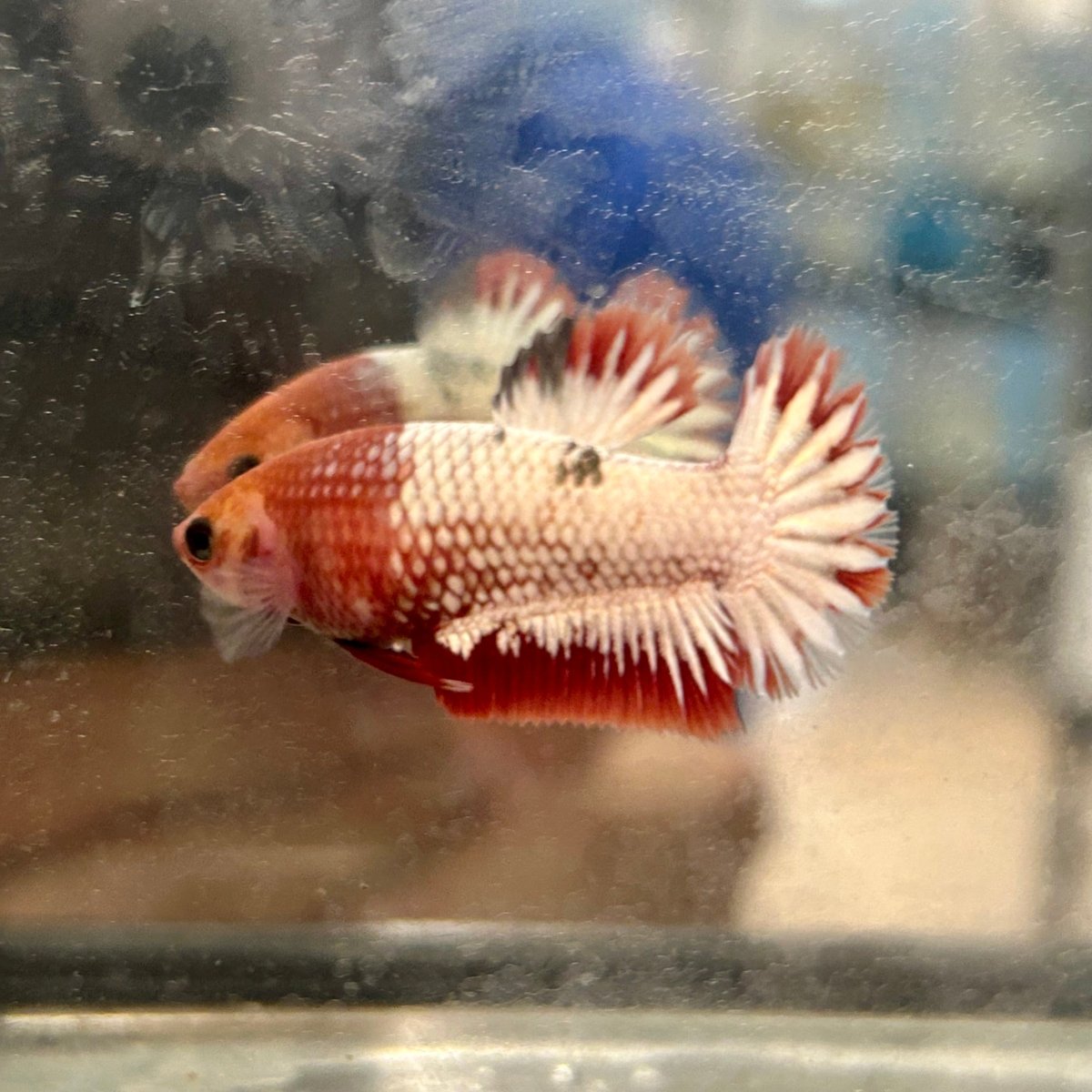 Red Fancy Copper Plakat - Female Betta 128