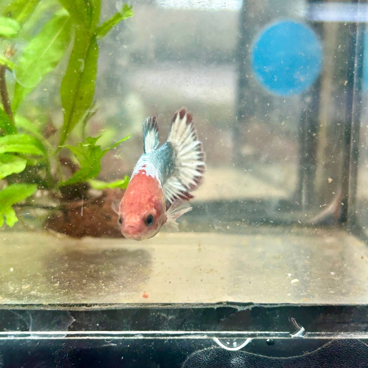 Red Fancy Copper Plakat - Female Betta 182