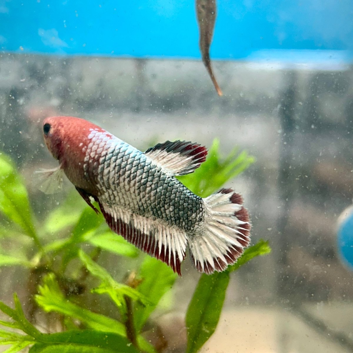 Red Fancy Copper Plakat - Female Betta 182