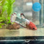 Red Fancy Copper Plakat - Female Betta 182