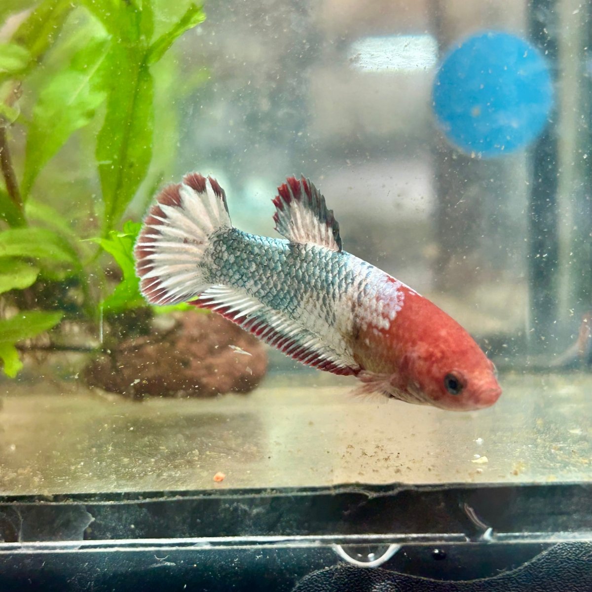 Red Fancy Copper Plakat - Female Betta 182