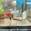 Red Fancy Copper Plakat - Female Betta 182