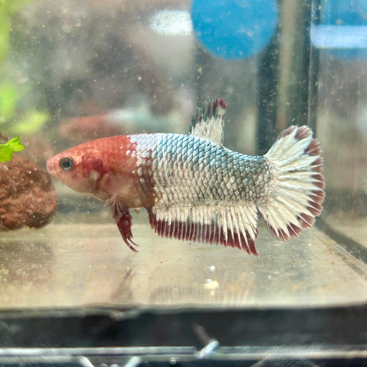 Red Fancy Copper Plakat - Female Betta 182