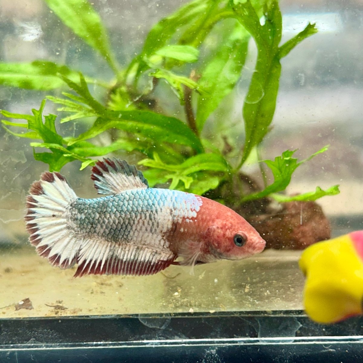 Red Fancy Copper Plakat - Female Betta 182
