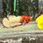 Red Fancy Copper Plakat - Female Betta A88