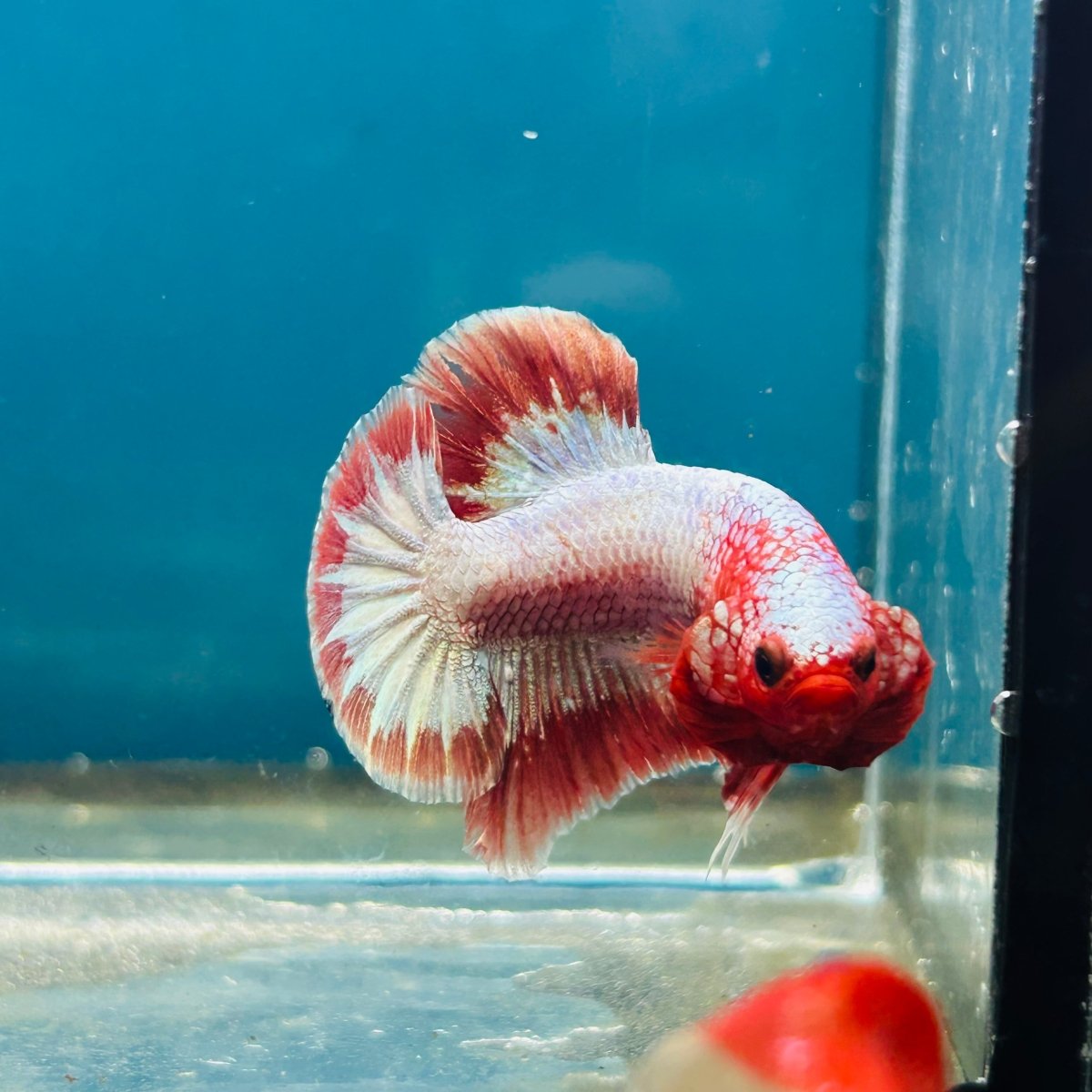 Red Fancy Copper Plakat - Male Betta 066