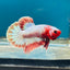 Red Fancy Copper Plakat - Male Betta 066