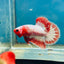 Red Fancy Copper Plakat - Male Betta 066
