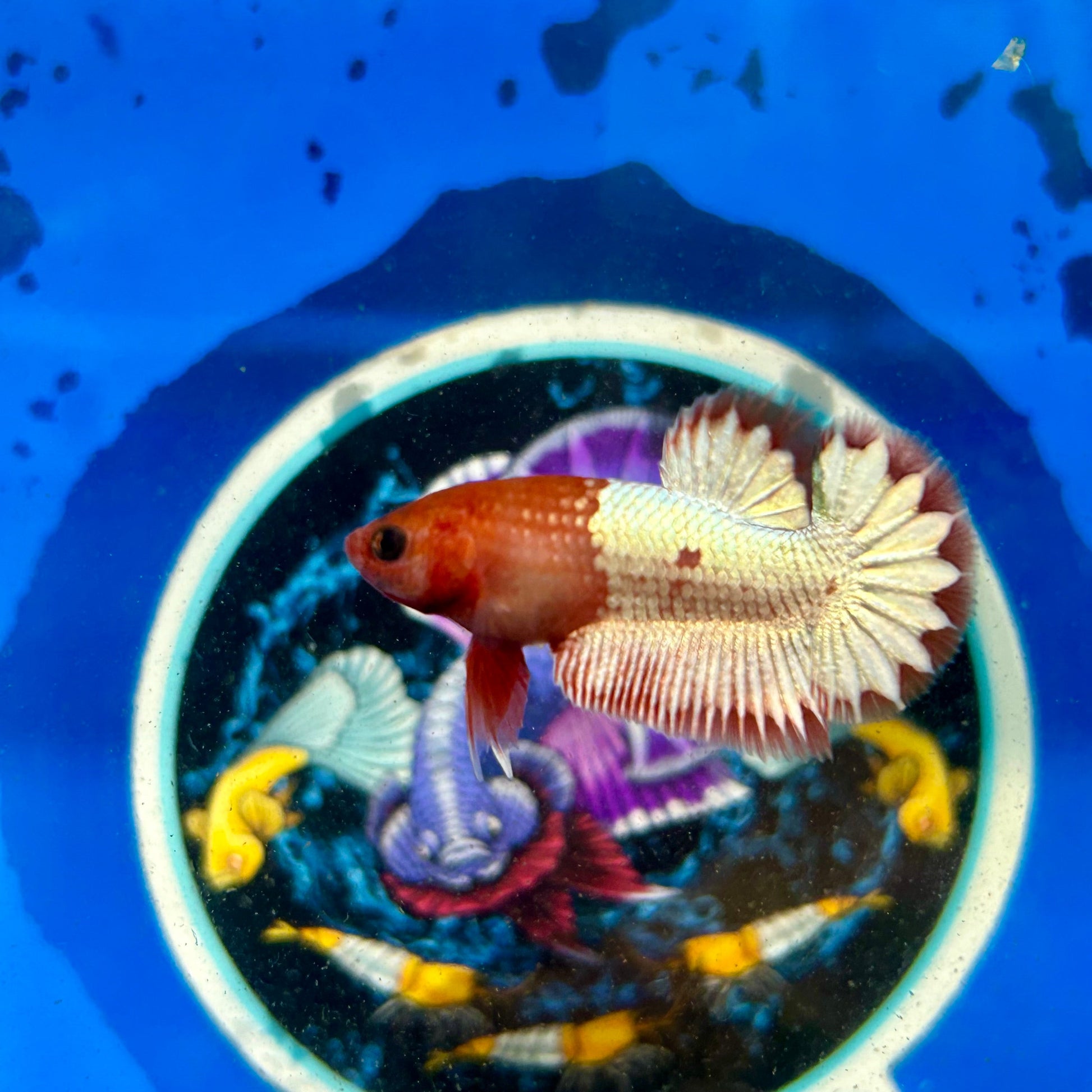 Red Fancy Copper Plakat - Male Betta 070