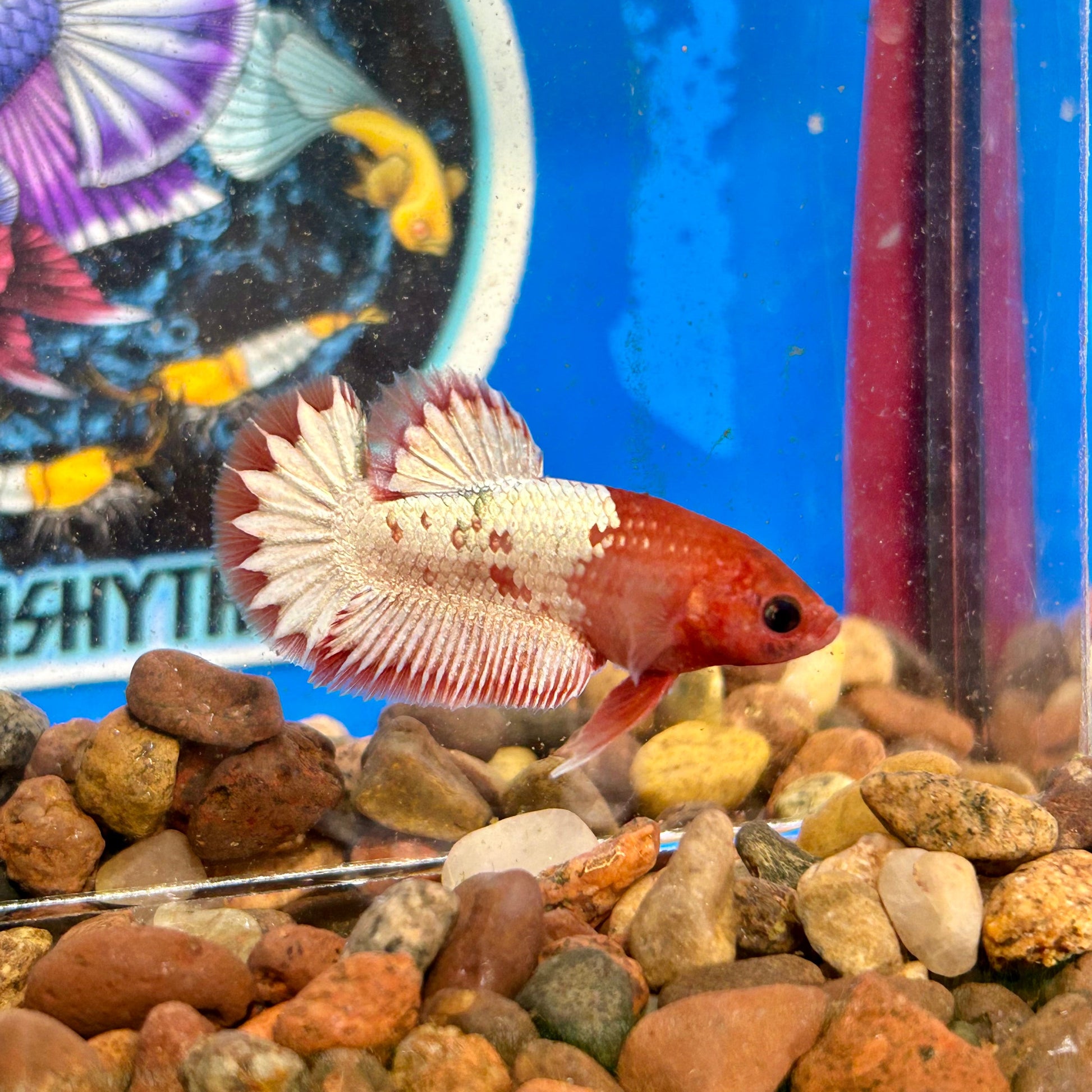 Red Fancy Copper Plakat - Male Betta 070