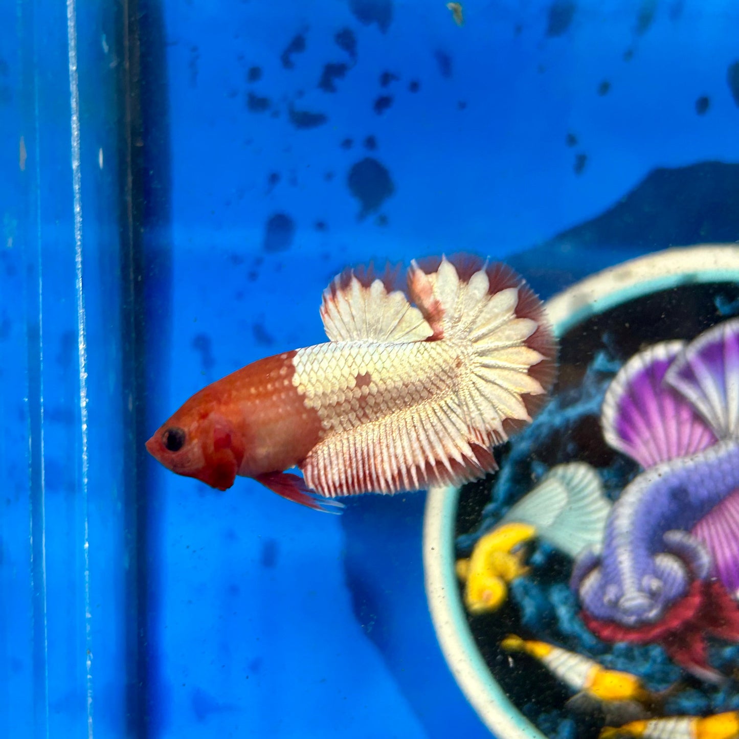 Red Fancy Copper Plakat - Male Betta 070