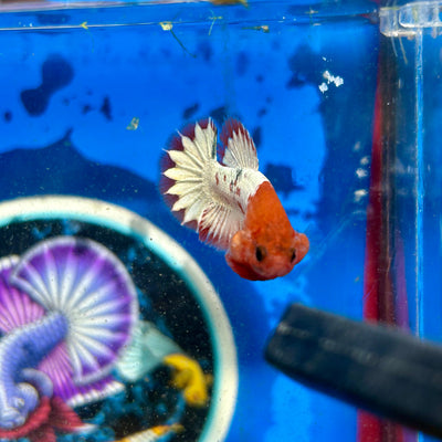 Red Fancy Copper Plakat - Male Betta 070