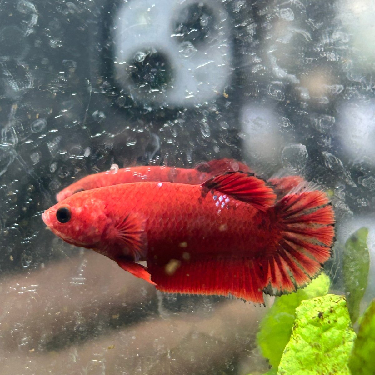 Red Fancy Hellboy Plakat - Female Betta 032