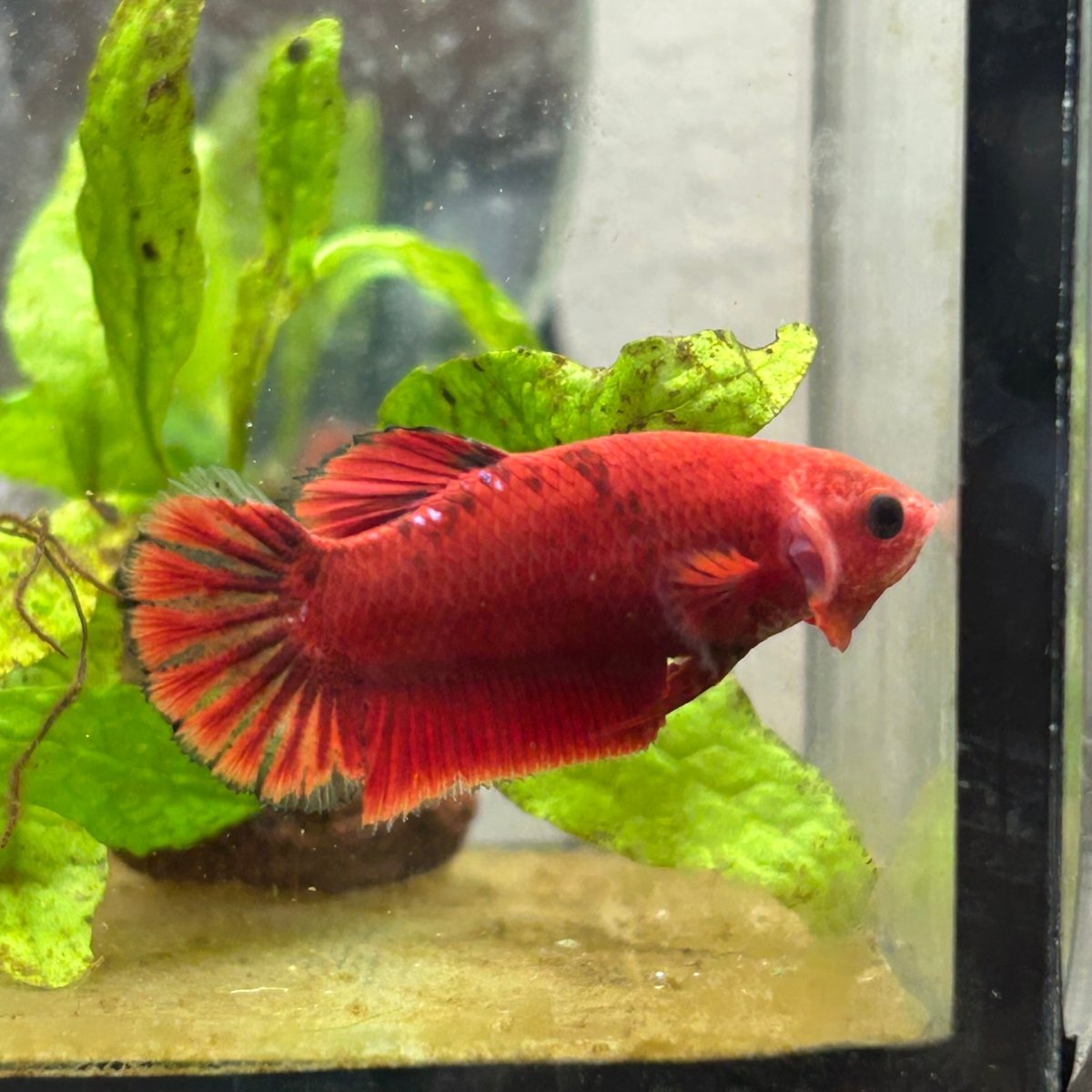 Red Fancy Hellboy Plakat - Female Betta 032