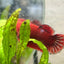 Red Fancy Hellboy Plakat - Female Betta 032