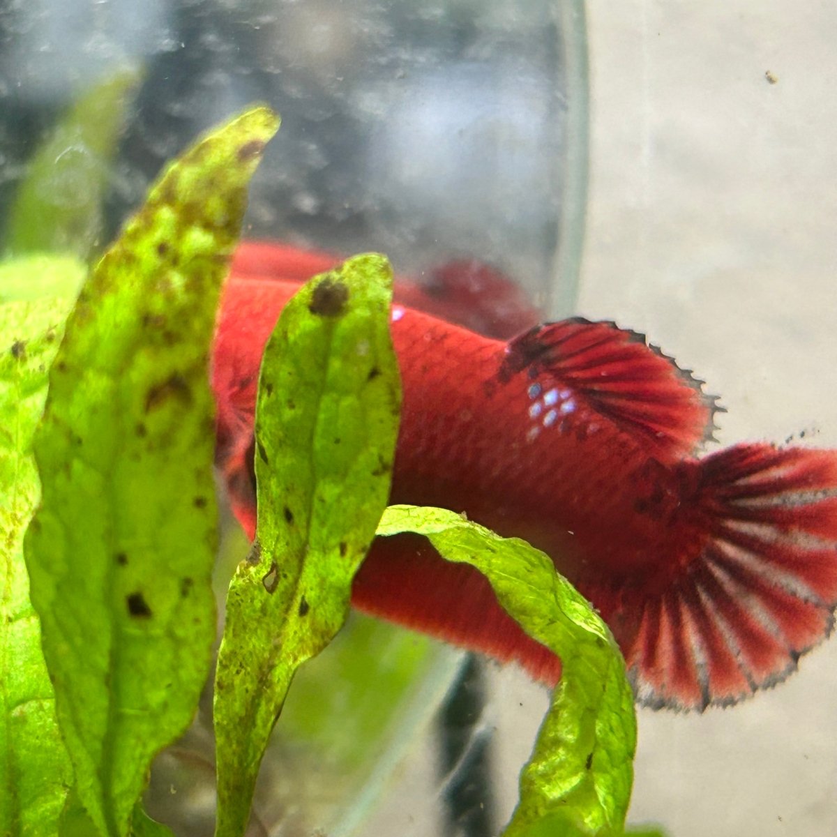 Red Fancy Hellboy Plakat - Female Betta 032