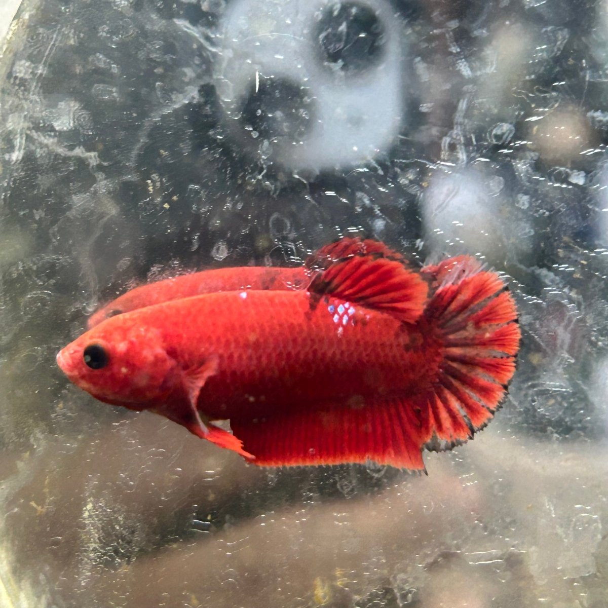Red Fancy Hellboy Plakat - Female Betta 032