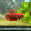Red Fancy Hellboy Plakat - Female Betta 032