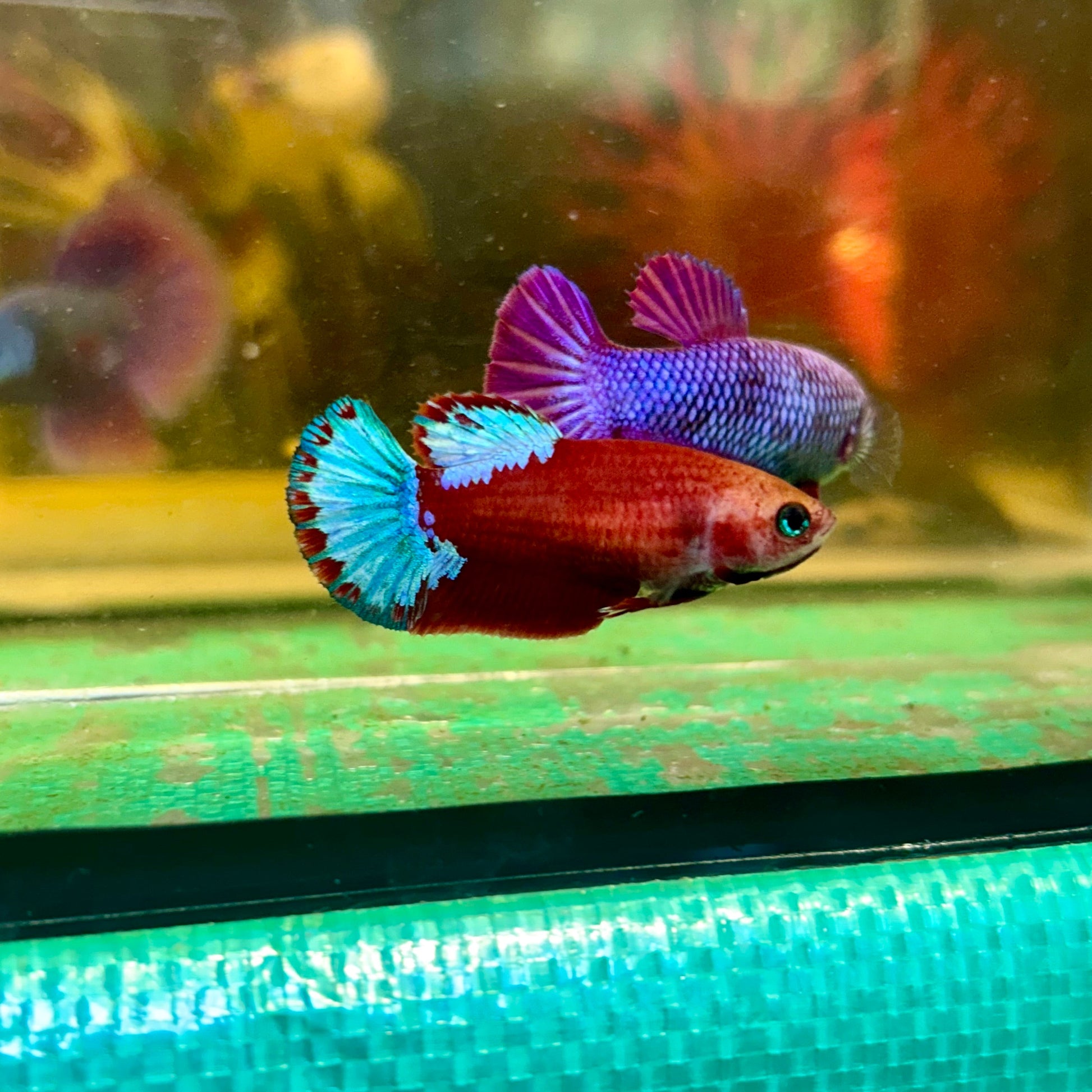 Red Fancy Hellboy Plakat - Female Betta 117